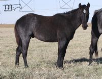 Blue Breeze's 2022 Blue Roan Colt